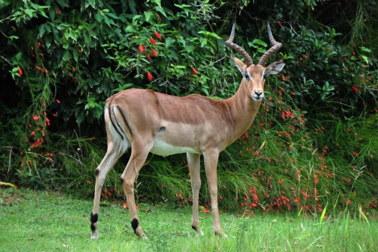 Legend Safaris 257A - In Kruger Park Lodge Hazyview Luaran gambar